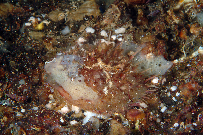 Spondylus gaederopus